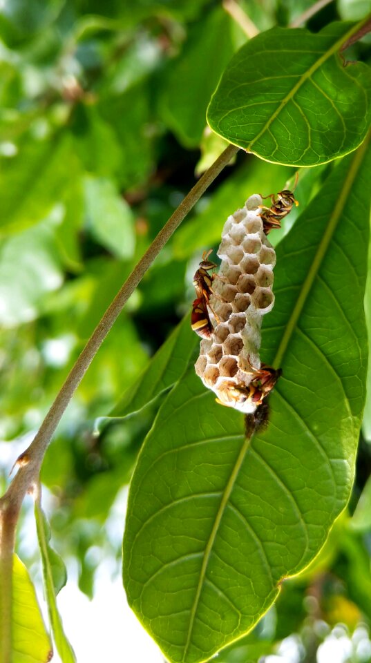 Honeycomb the hive the leaves