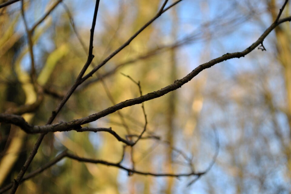 Forest sun branches