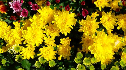 Chrysanthemum yellow chrysanthemums autumn flowers photo