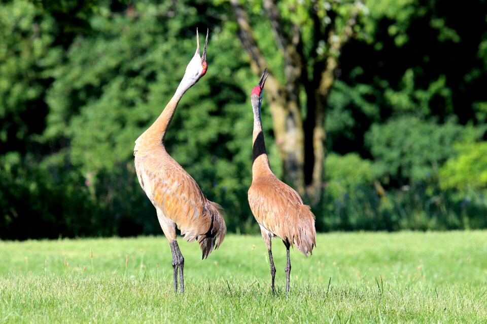 Red wilderness cranes