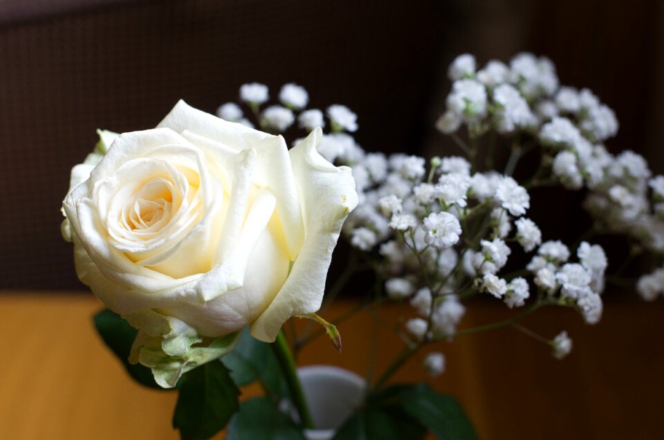 Floral bloom blooming