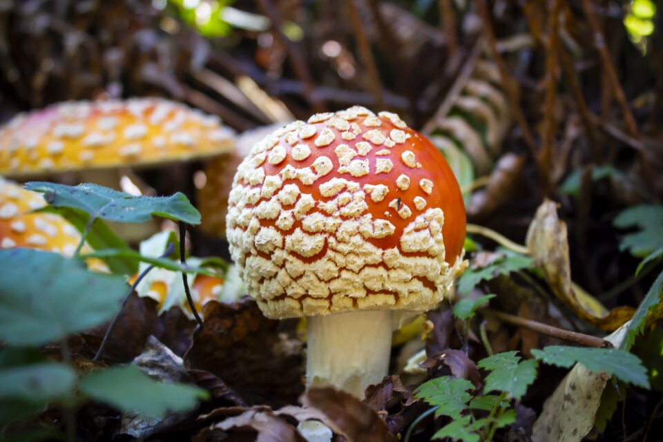 Fungus amanita muscaria mushrooms