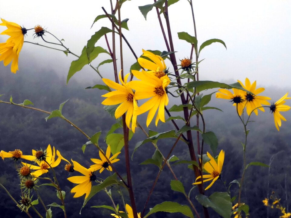 Yellow fog plant