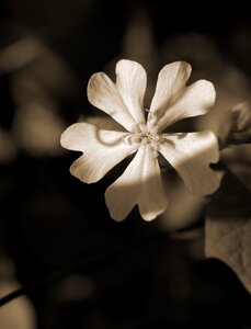 Greeting card floral greeting nature