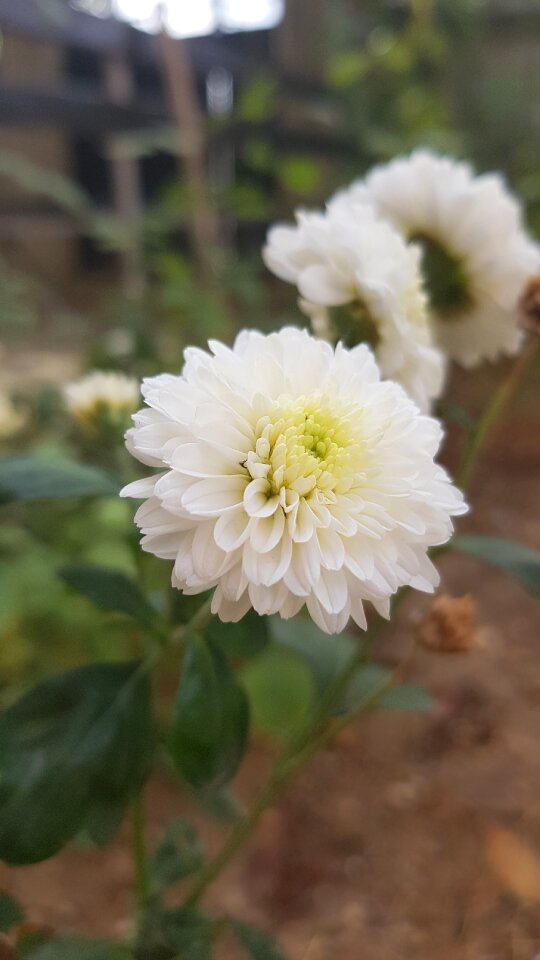 Nature garden green