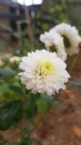 Nature garden green