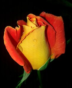 Flowers rosa drop of water