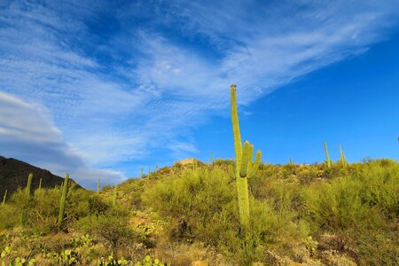 Landscape plant scenic photo