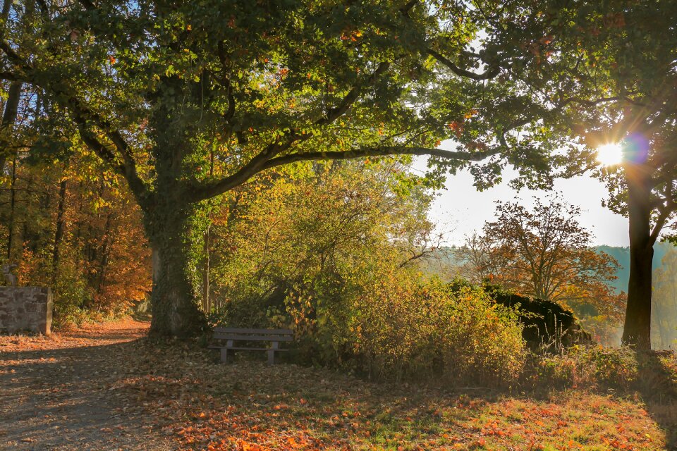 Landscape trees path