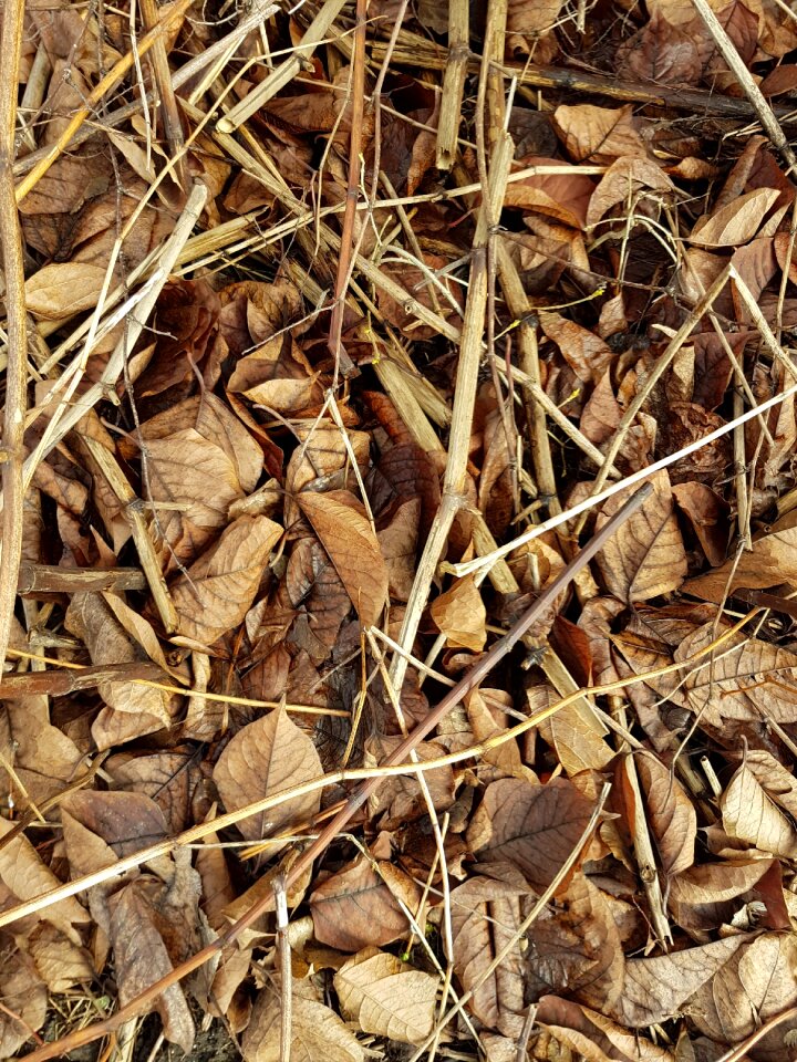 Stick organic growth
