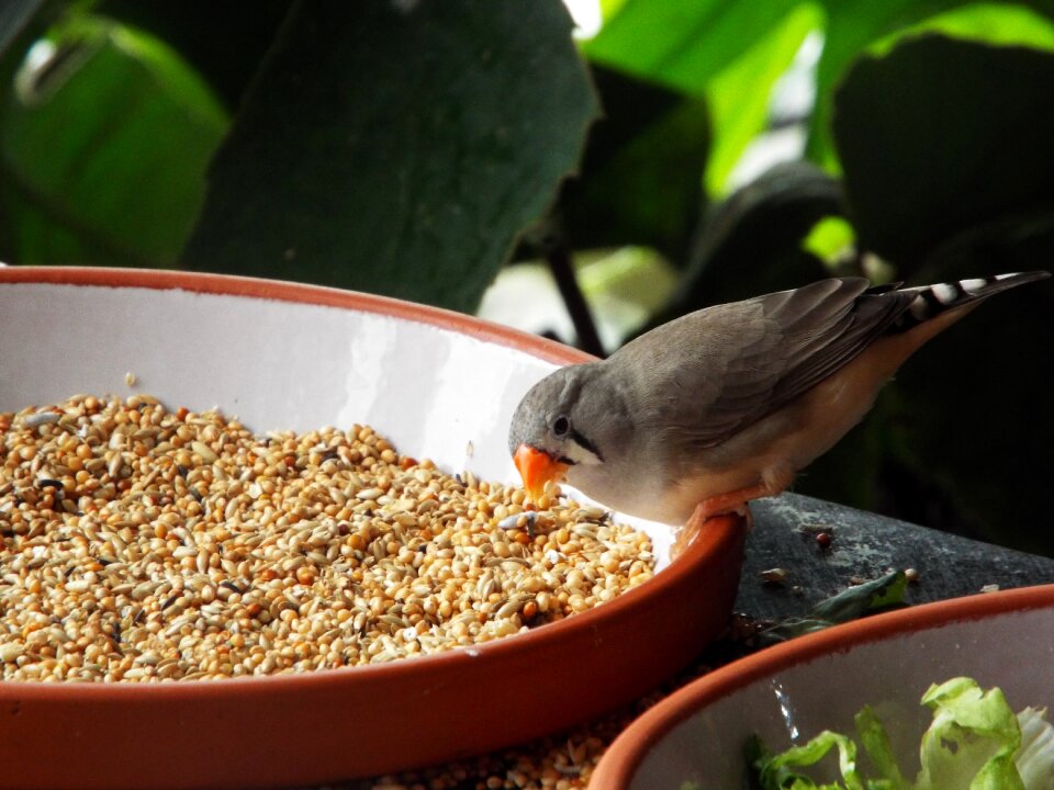 Sitting food songbird