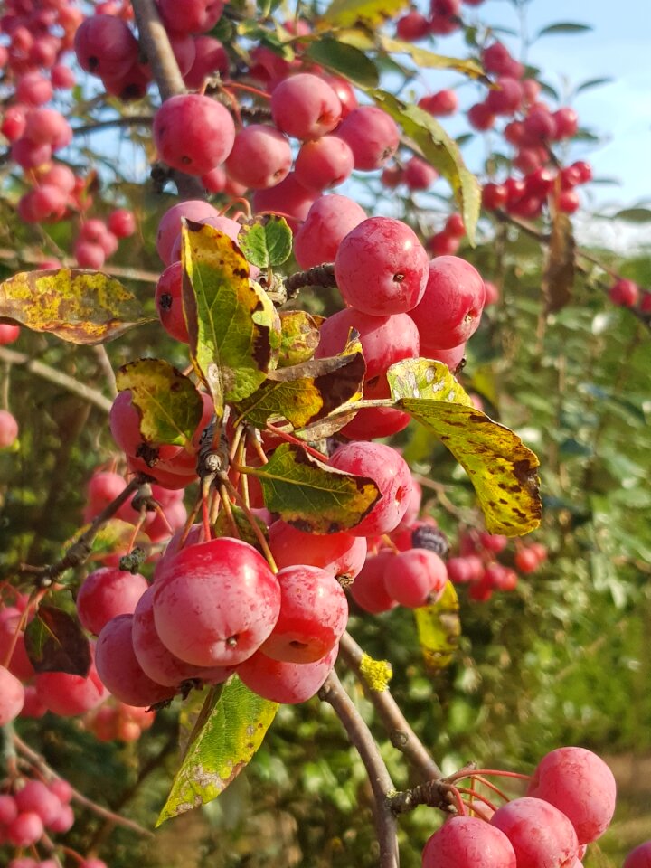 Red fruit autumn tree