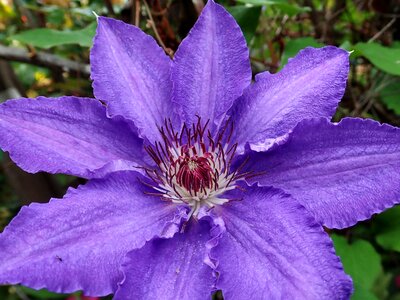 Plant garden nature