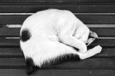Animal mammal tired