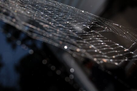 Light nature web