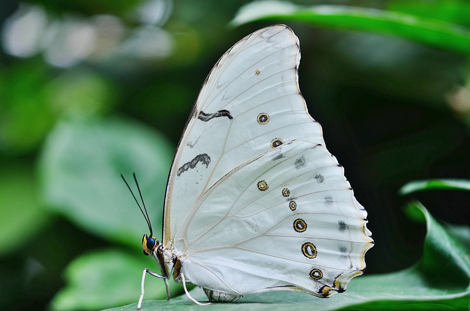 White insect wings