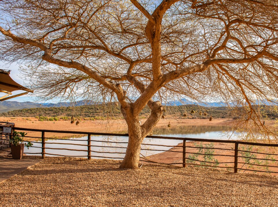 Tree water hole savannah