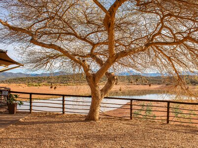 Tree water hole savannah