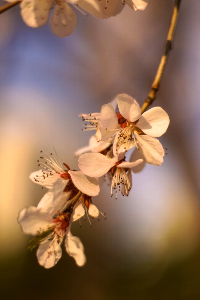 Spring vitality lockscreen wallpaper