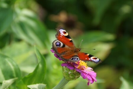Nature flower peacock butterfly