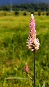 Flower flowers plant