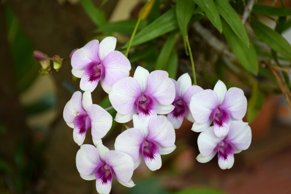 Orchid purple white flowers
