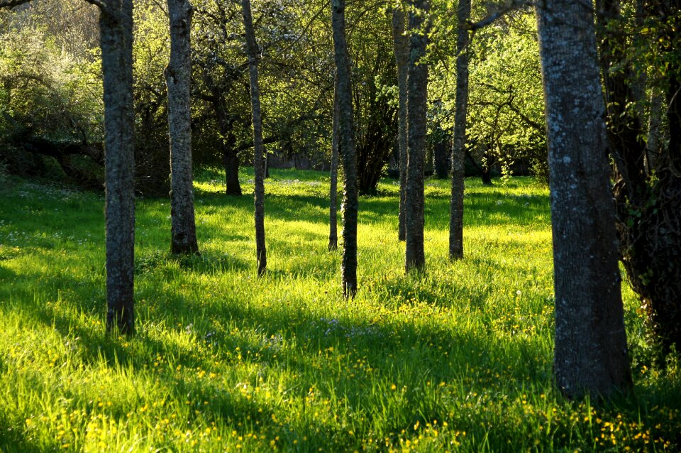 Nature mood trees