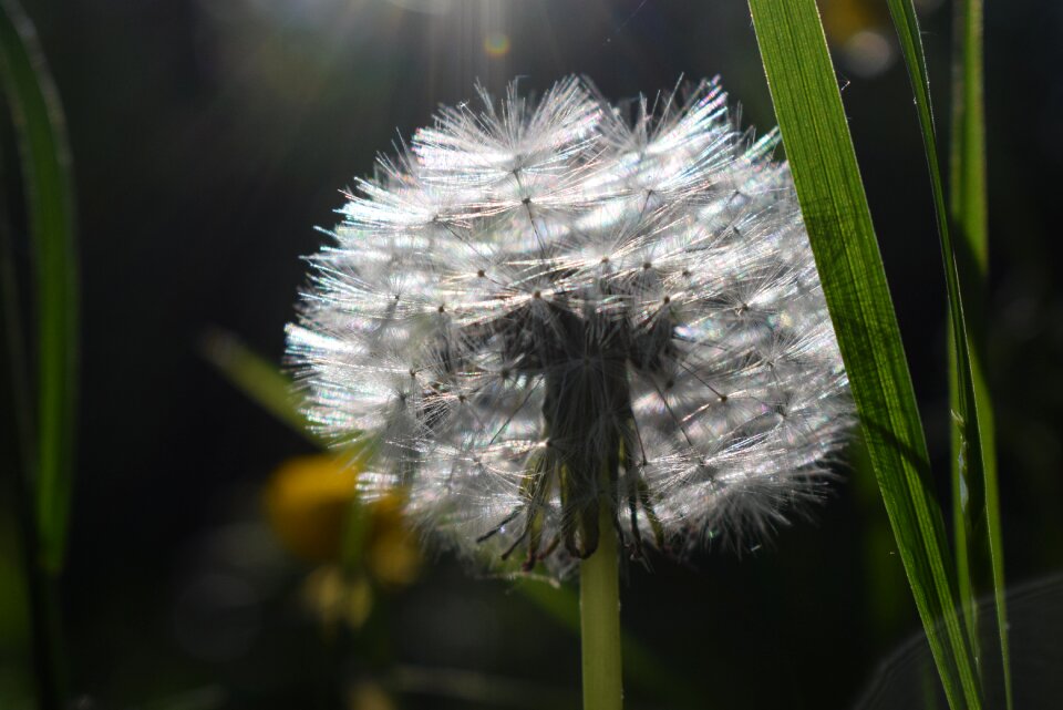 Macro spring wild flower