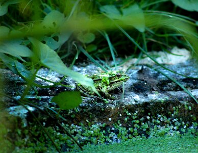 Pond nature cute