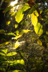 Light rays spiderweb photo