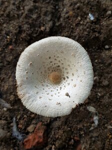White earthy