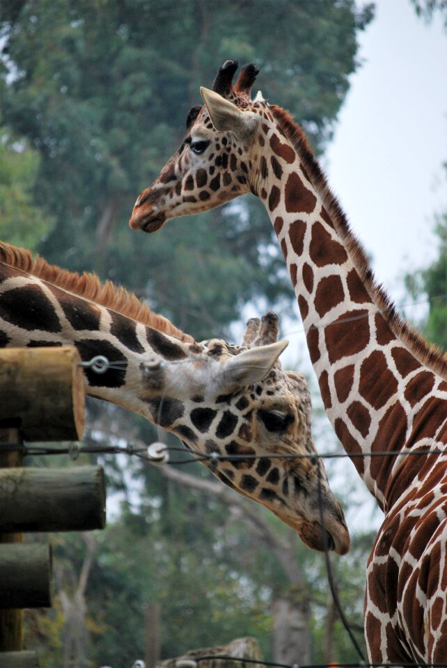 Zoo white face giraffe