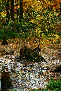 Autumn water foliage photo