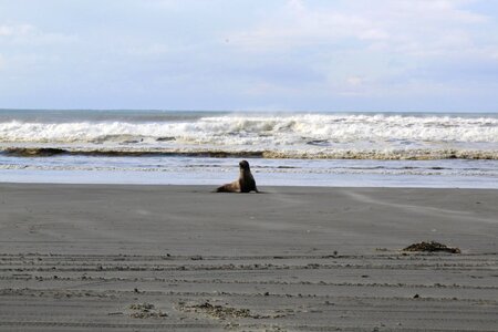 Beach sea lion photo