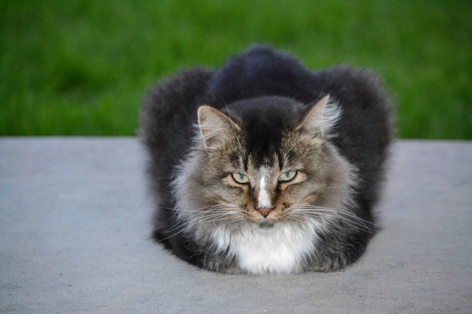 Pet feline
