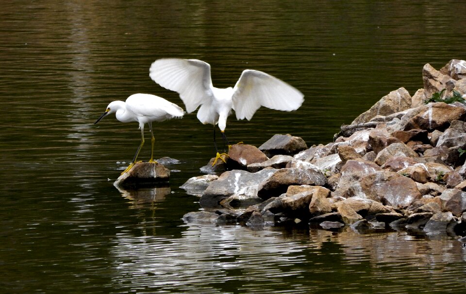 Bird nature encyclopedia