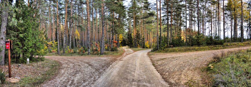 Tree landscape autumn photo