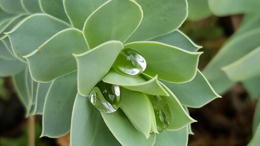 Raindrop plant euphorbia
