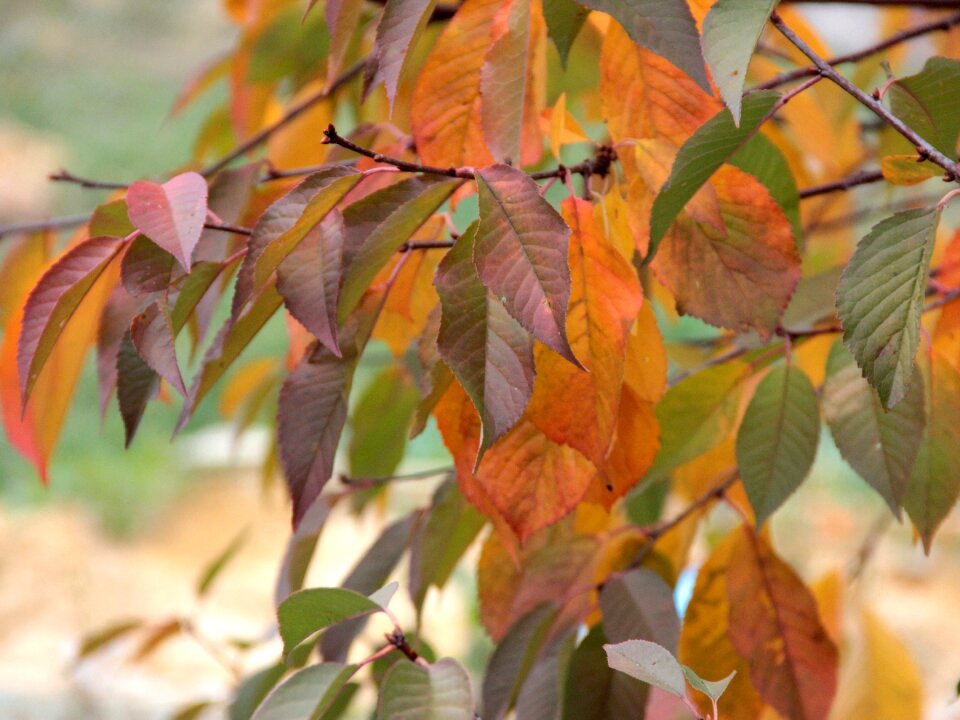 Leaves in the fall of tree