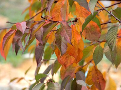 Leaves in the fall of tree