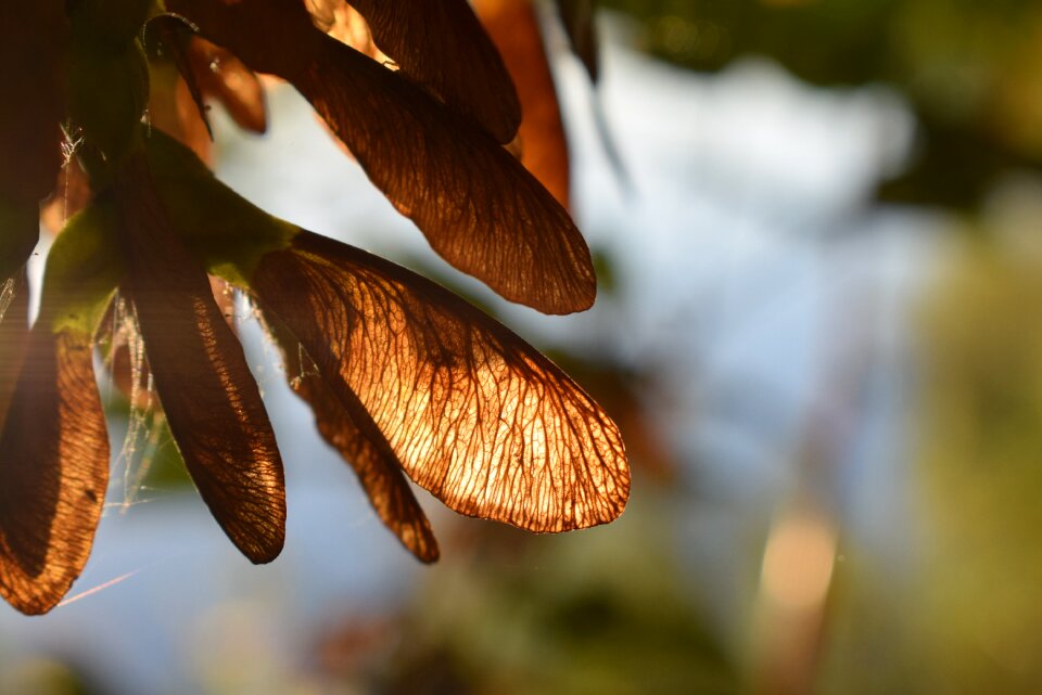 Forest fruits close up