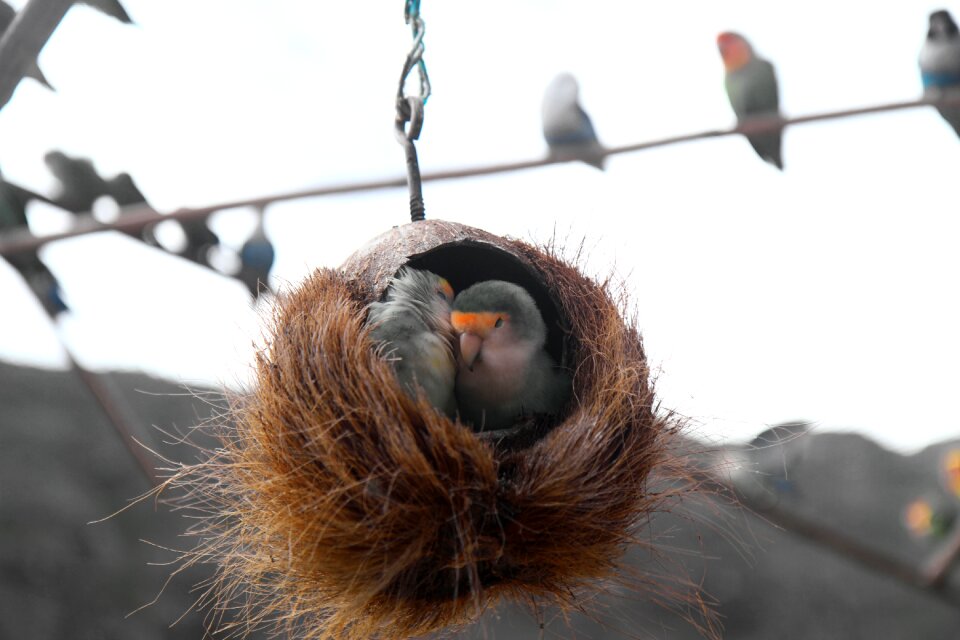 Parrot couple nest