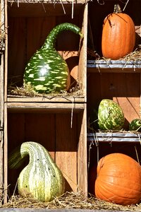 Halloween harvest decoration