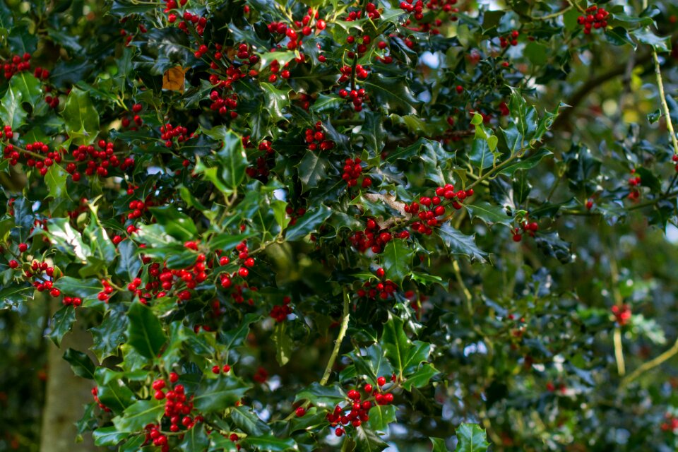 Red nature holiday