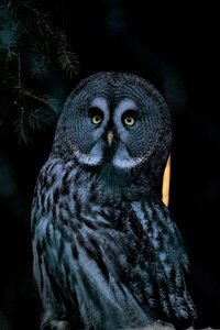 Sitting animal world plumage