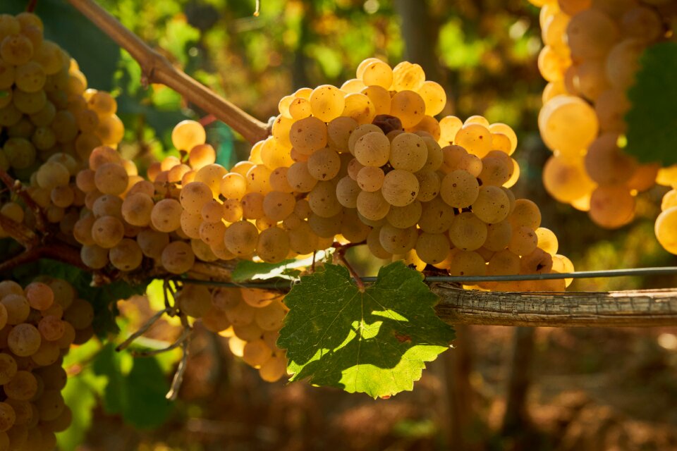 Winegrowing grapevine ripe