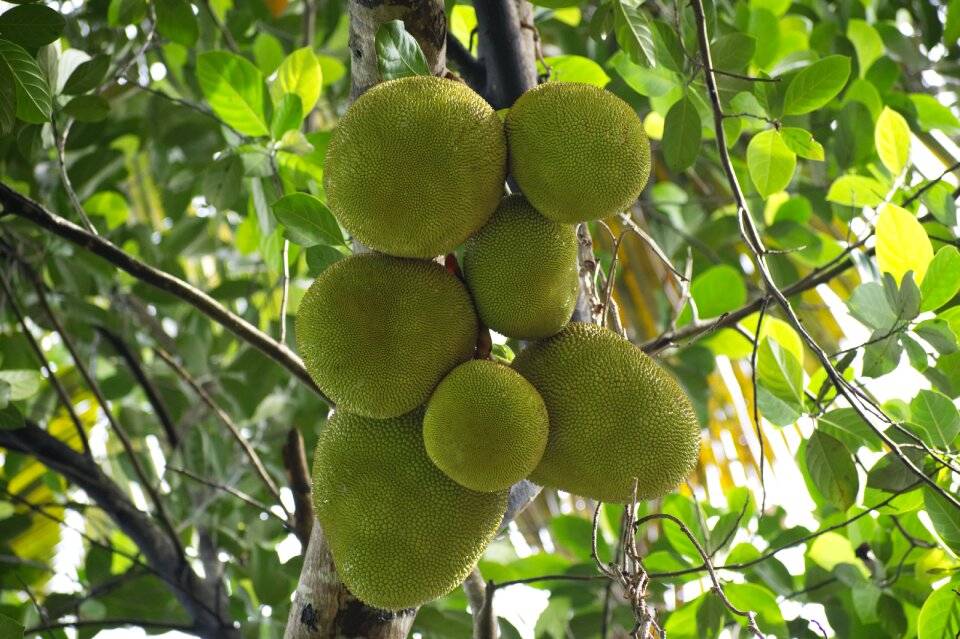 Seasonal fruits large fruit