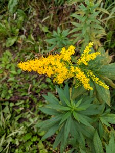 Green yellow insect