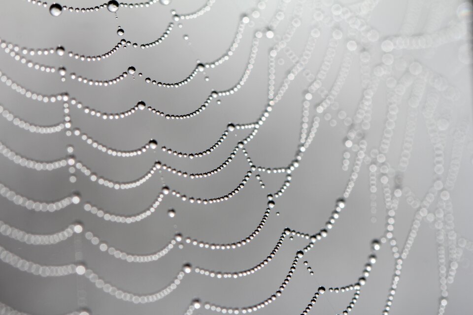 Morning dew black and white elegant