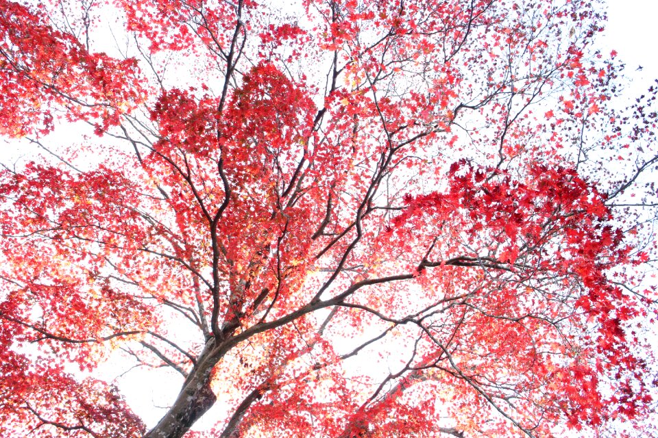 Natural the fall colors autumn leaves